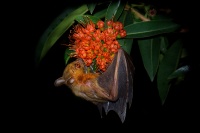 Kalon ramenaty - Cynopterus brachyotis - Lesser Short-nosed Fruit Bat 0772